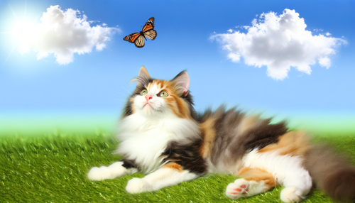 bdb68395 4582 4ba2 84b7 60a41f1e789c.png