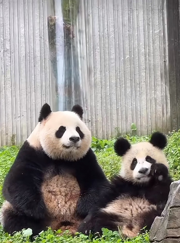 Screenshot 20241007 134004 com.ss.android.ugc.aweme edit 116163662396335.jpg