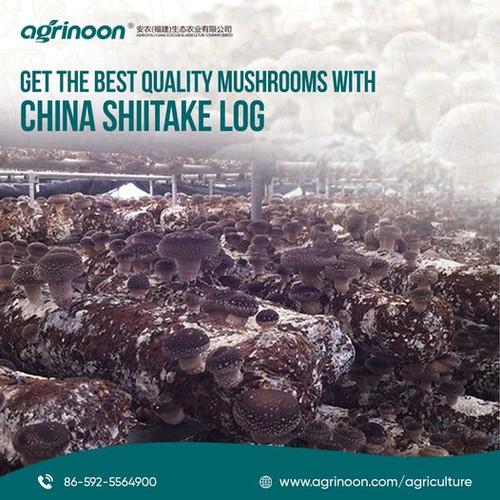 Unlock the Magic of Shiitake Mushrooms with China Shiitake Logs!.jpg