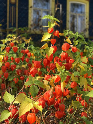 n X7K36TXXHtzKkBrX5dEOZvuDiOp Fwxooi0Mno4t464ETSCD6JZB4RfoXVuySk7 ZZjkLV4WK2YzKPYJs1UJHLWRK6xJJTzLeD.jpg