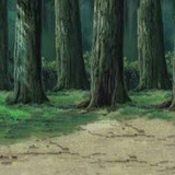 FLORESTA1