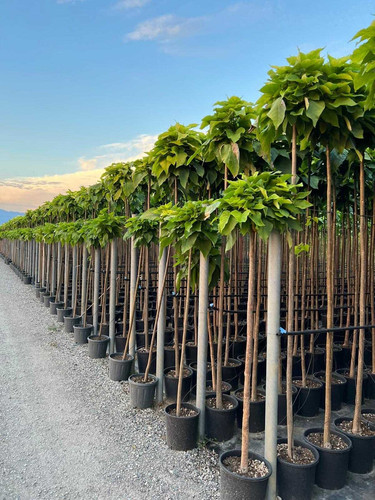 catalpa nana optimized.jpg