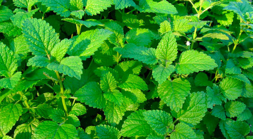 af5a8728 b793 4527 92fe 9af8ebd166a8.jpg