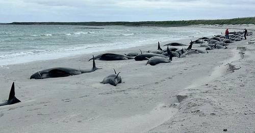 450478678 1503481596919505 1737720825125871956 n.jpg?stp=c0.5x0.5f dst jpg flffffff p500x261 q75& nc.jpg