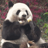 oA0eBTbnGEGbjQMlu53BAFbeLENB9DTAeAAdIA.gif