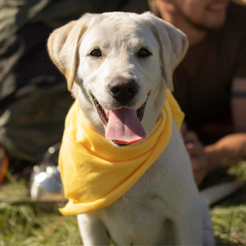 Dog with bandana.jpg
