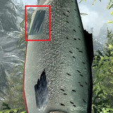 Salmon Retex.jpg