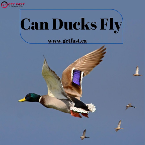 Can Ducks Fly.jpg