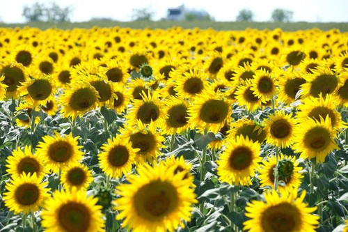 450557022 877025061118714 7549646738052596607 n.jpg?stp=dst jpg p526x395& nc cat=109&ccb=1 7& nc sid.jpg