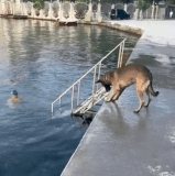 DOGBALL.gif