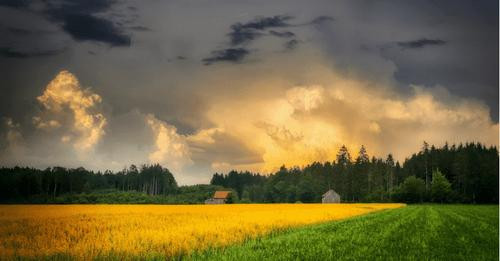 9509700844782049534?url=https%3A%2F%2Funzensuriert.at%2Fwp content%2Fuploads%2F2024%2F02%2FKornfeld .jpg