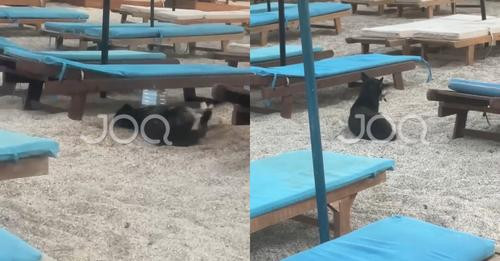 7314578237142838274?url=https%3A%2F%2Fstatic.joq albania.com%2FimagesNew%2F2024%2F07%2FAD61AF2E 1DCE.jpg