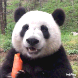 IMG 2079.gif