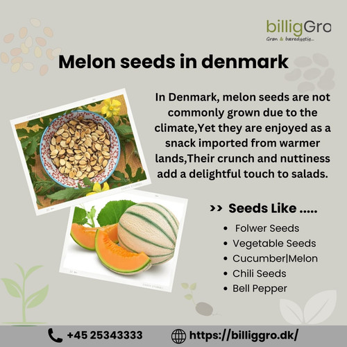 melon seeds canva.jpg