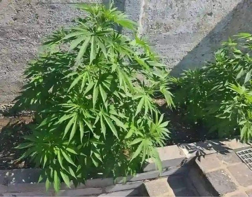 450655599 795002626143244 550361624242500685 n.jpg?stp=dst jpg s640x640& nc cat=109&ccb=1 7& nc sid=.jpg