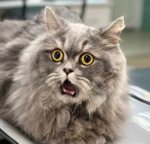 P7aF vJG83BXjicCEhDCMlIGm7C9aOkNPPE5TF pnE2fP1mu c96K2UqMzTvymNLQlloQ1talPDOz0q3IkUVc7HdxiwWaHYZaaMW.jpg