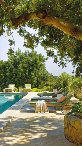 32 of the Best Trees for Pool Landscape You might Want to Pick ergebnis.jpg