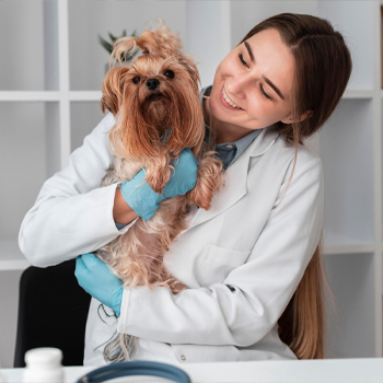 Vet image.jpg