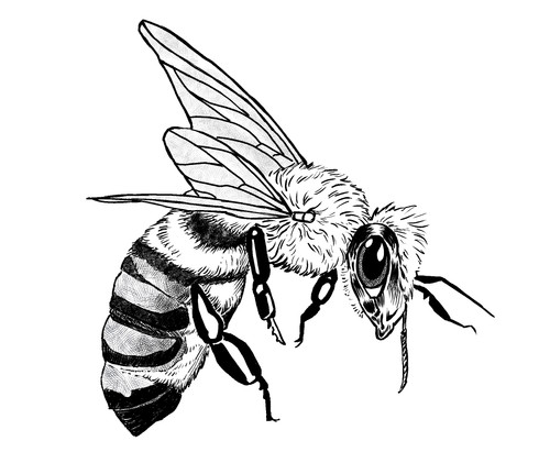 Bee.jpg