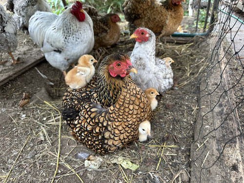 huhn.jpg