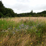 Ormes Domaine de la Canaudière 19