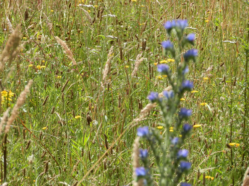Ormes Domaine de la Canaudière 14