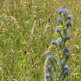 Ormes Domaine de la Canaudière 14