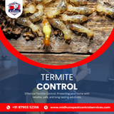 Worried About Termites Midhuna Pest Control in Hyderabad Can Help!