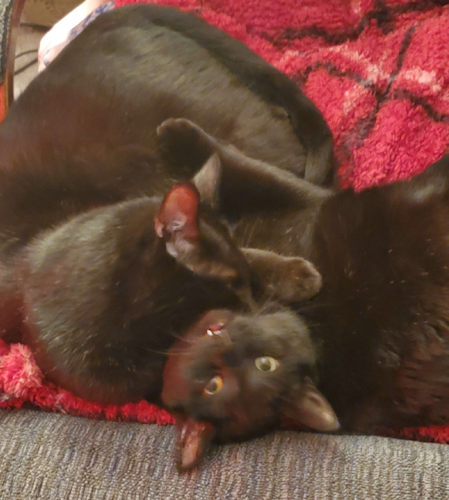 mayhemcat.png