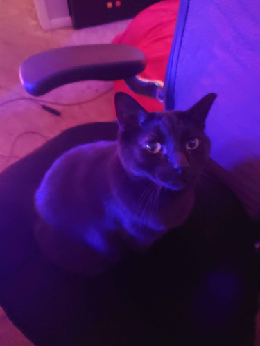 mayhemcat2.png