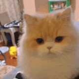 1000035285.gif
