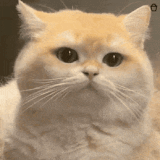 1000035284.gif