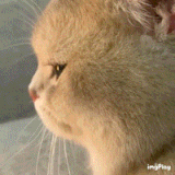 1000035286.gif