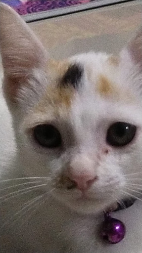 image.jpg