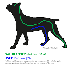 Endocrine System Healing Dogs.png