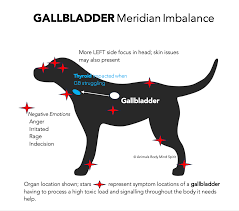 Gall Bladder Meridian In Dogs.png