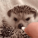 Angry Hedgehog Smiles After Getting Treat 1.gif
