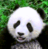 gt 2024711 33488 g crop.gif