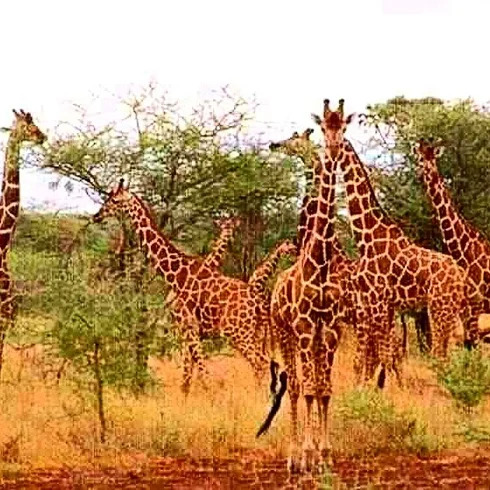 African Safari Packages.jpg