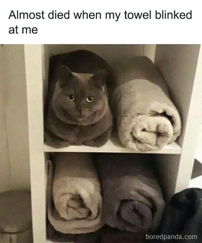 Funny Cat Jokes Memes Meow Incorporated.jpg