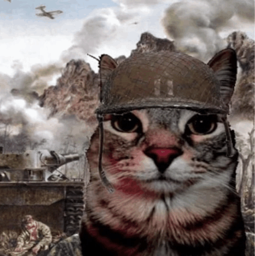 War Cat meme 88f6yf.png