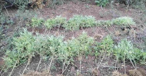 15377937233214549692?url=https%3A%2F%2Flapsi.al%2Fwp content%2Fuploads%2F2024%2F09%2Fkanabis.jpeg&fb.jpg