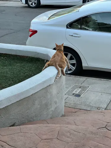 our neighbors kitty making himself at home full plop mode v0 p4uhohrmvsod1.webp