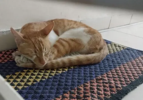 not my cat sleeping outside my apartment door v0 0cei43ipbtod1.webp