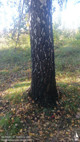 1 274° 112м 54.39681, 81.95855 (±18м) 14092024 114048.jpg