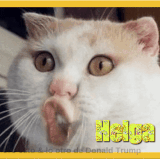 172640478228727 (2).gif