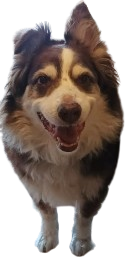 Screenshot 2024 09 23 9.27.30 AM removebg preview.png