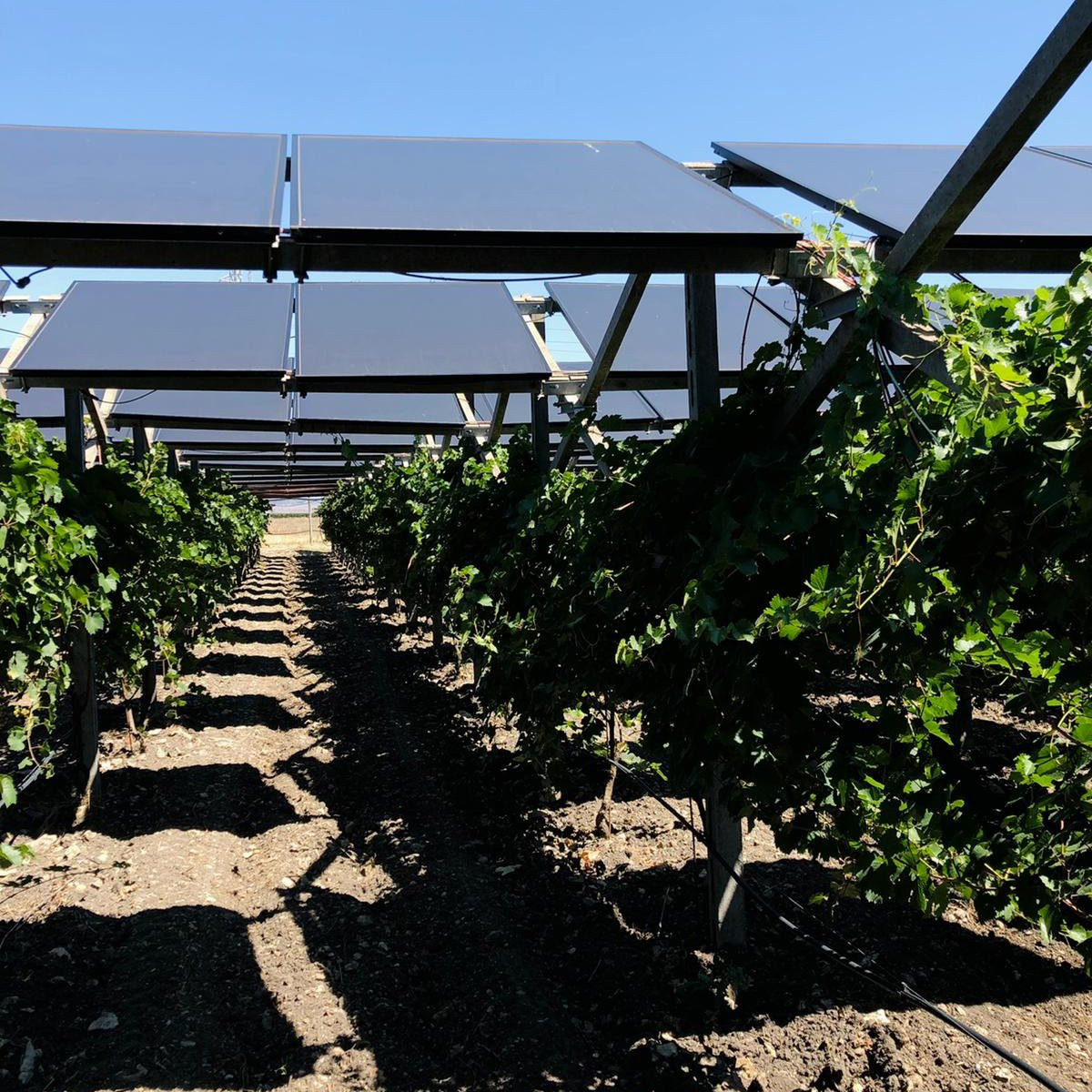 Innovazione Agrivoltaica nella Viticoltura Italiana: Un Caso di Successo in Puglia