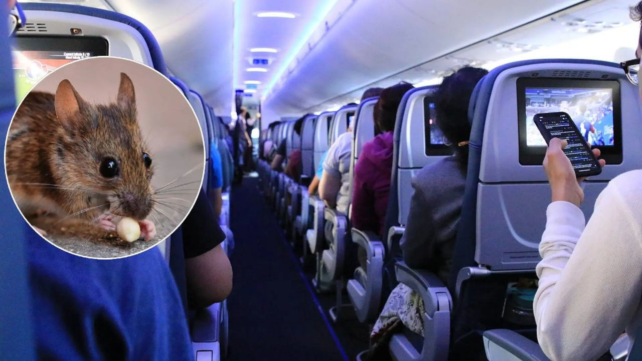 Volo Interrotto: Il Dirottamento di un Aereo a Causa di un Passaggero Inaspettato