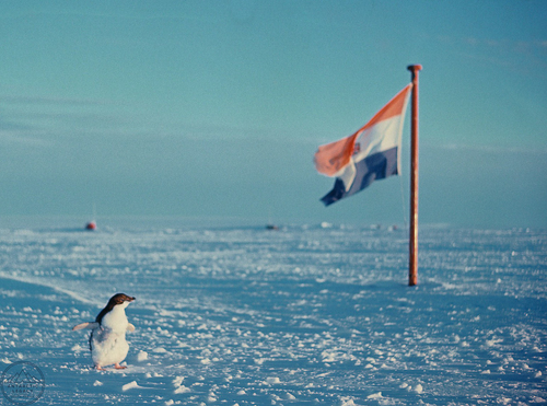 Adelie penguin stands beside the apartheid era South African flag, Antarctica, 1966.png